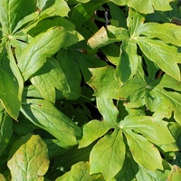 Podophyllum peltatum 